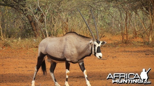 Gemsbok Namibia