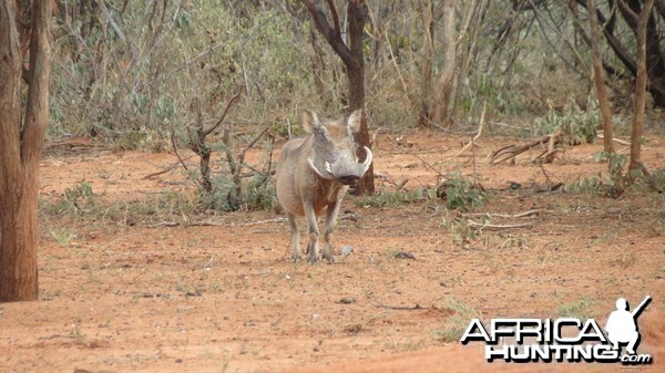 Warthog Namibia