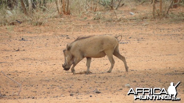 Warthog Namibia