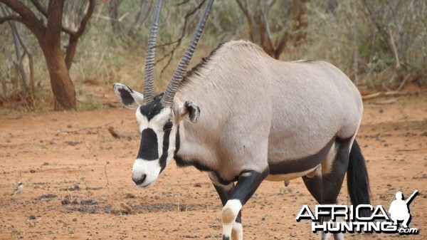 Gemsbok Namibia