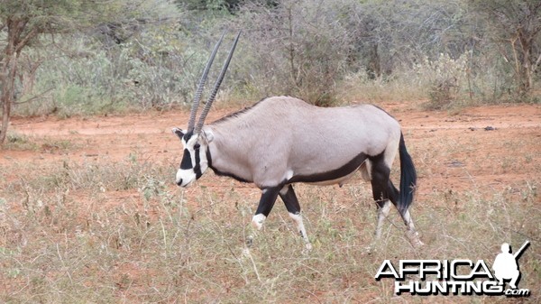 Gemsbok Namibia