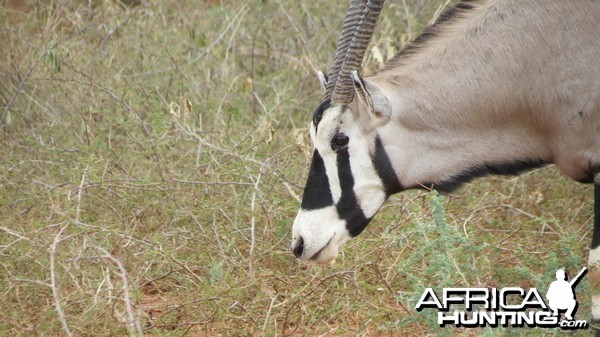 Gemsbok Namibia