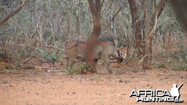 Warthog Namibia