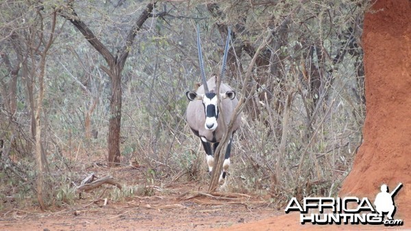 Gemsbok Namibia