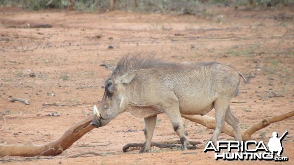 Warthog Namibia