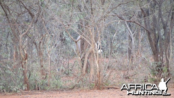 Gemsbok Namibia