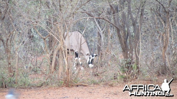 Gemsbok Namibia