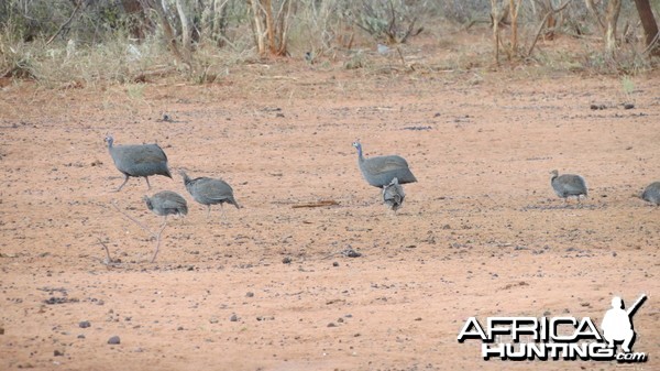 Guineafowl Namibia