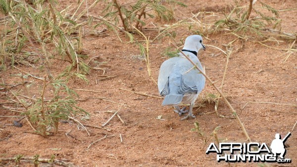 Dove Namibia