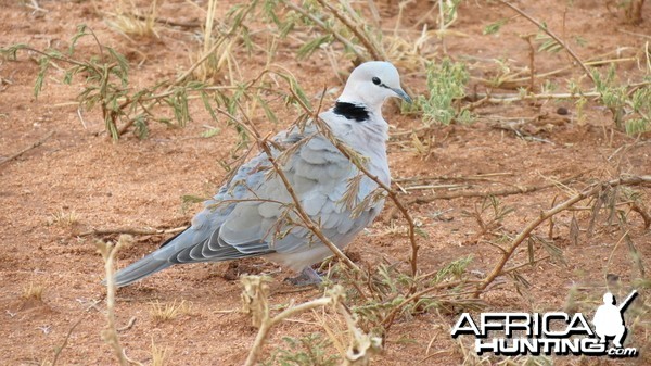 Dove Namibia