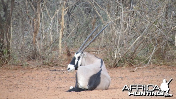 Gemsbok Namibia