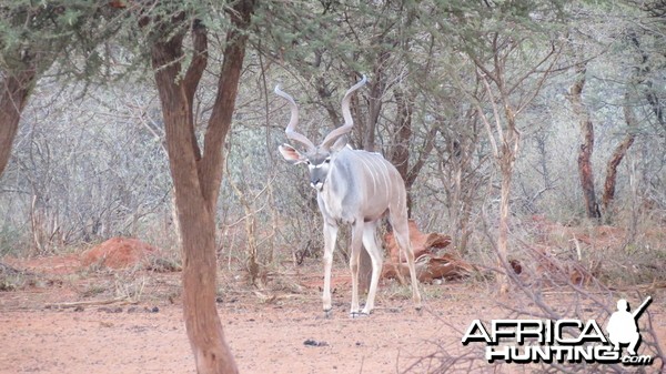 Greater Kudu Namibia