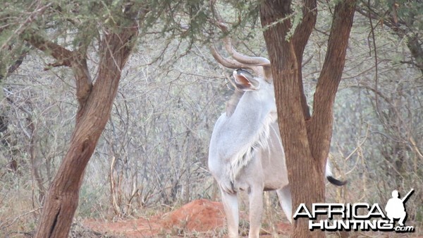 Greater Kudu Namibia