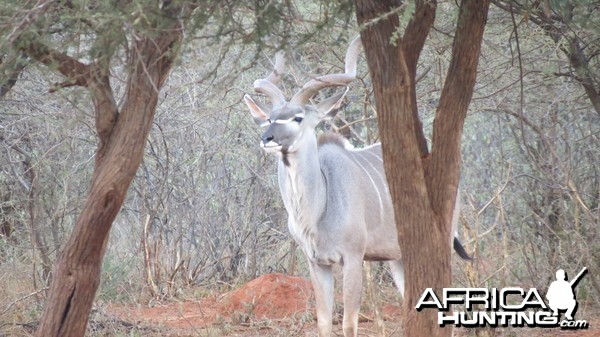 Greater Kudu Namibia