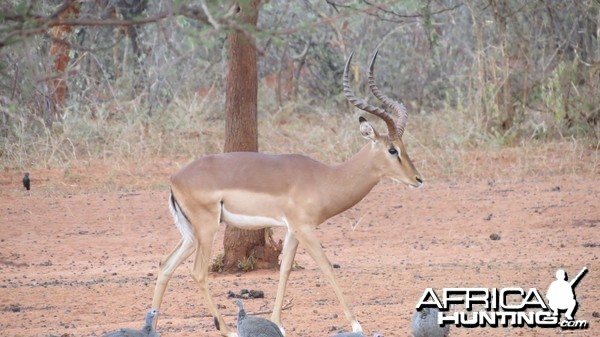 Impala Namibia