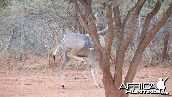 Greater Kudu Namibia