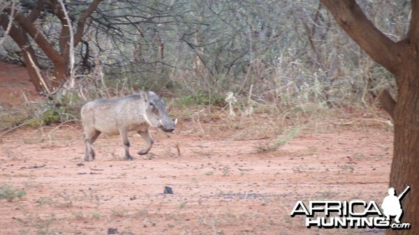 Warthog Namibia