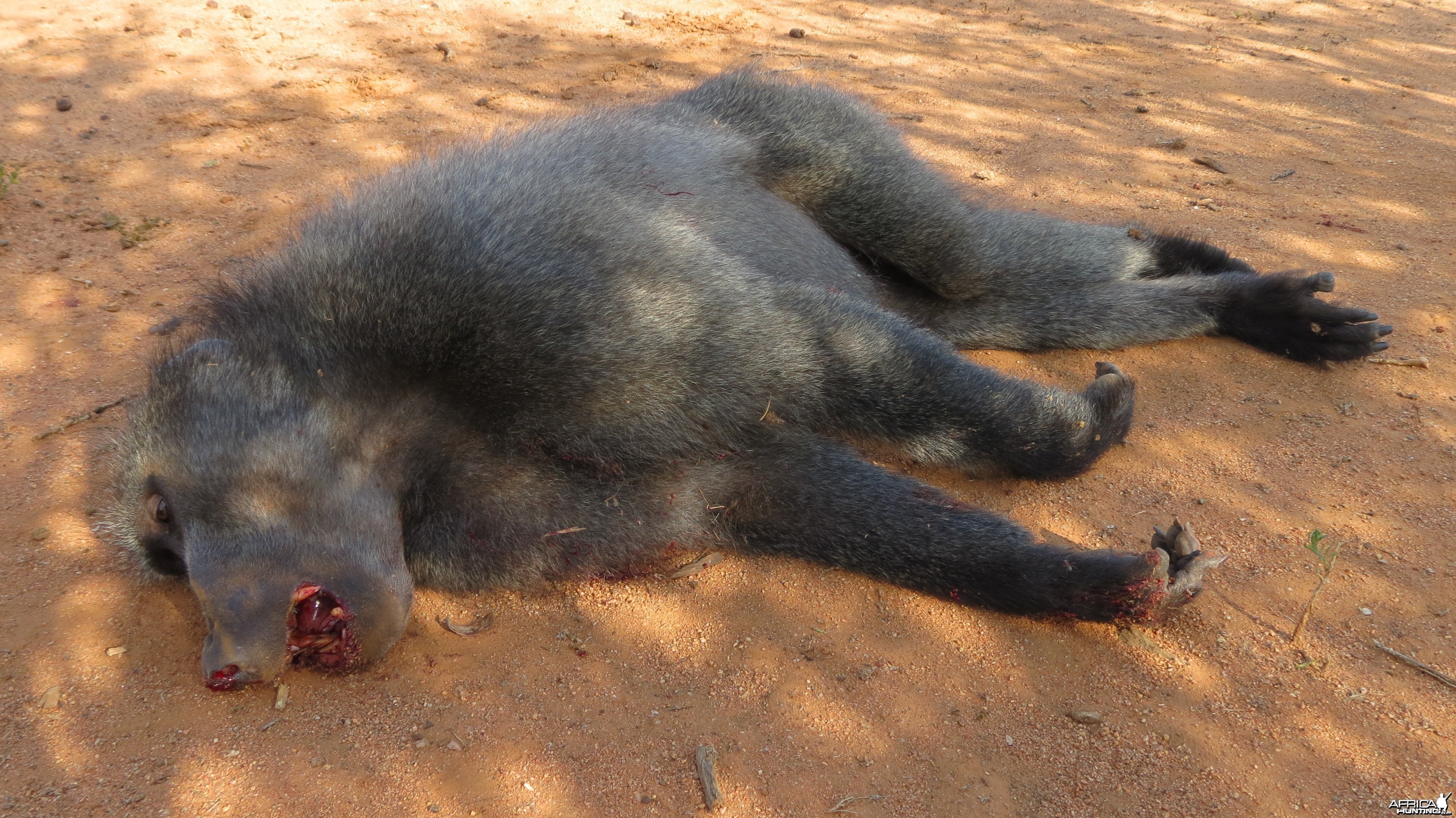 Chacma Baboon