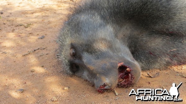 Chacma Baboon