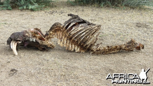 Warthog Carcass Namibia