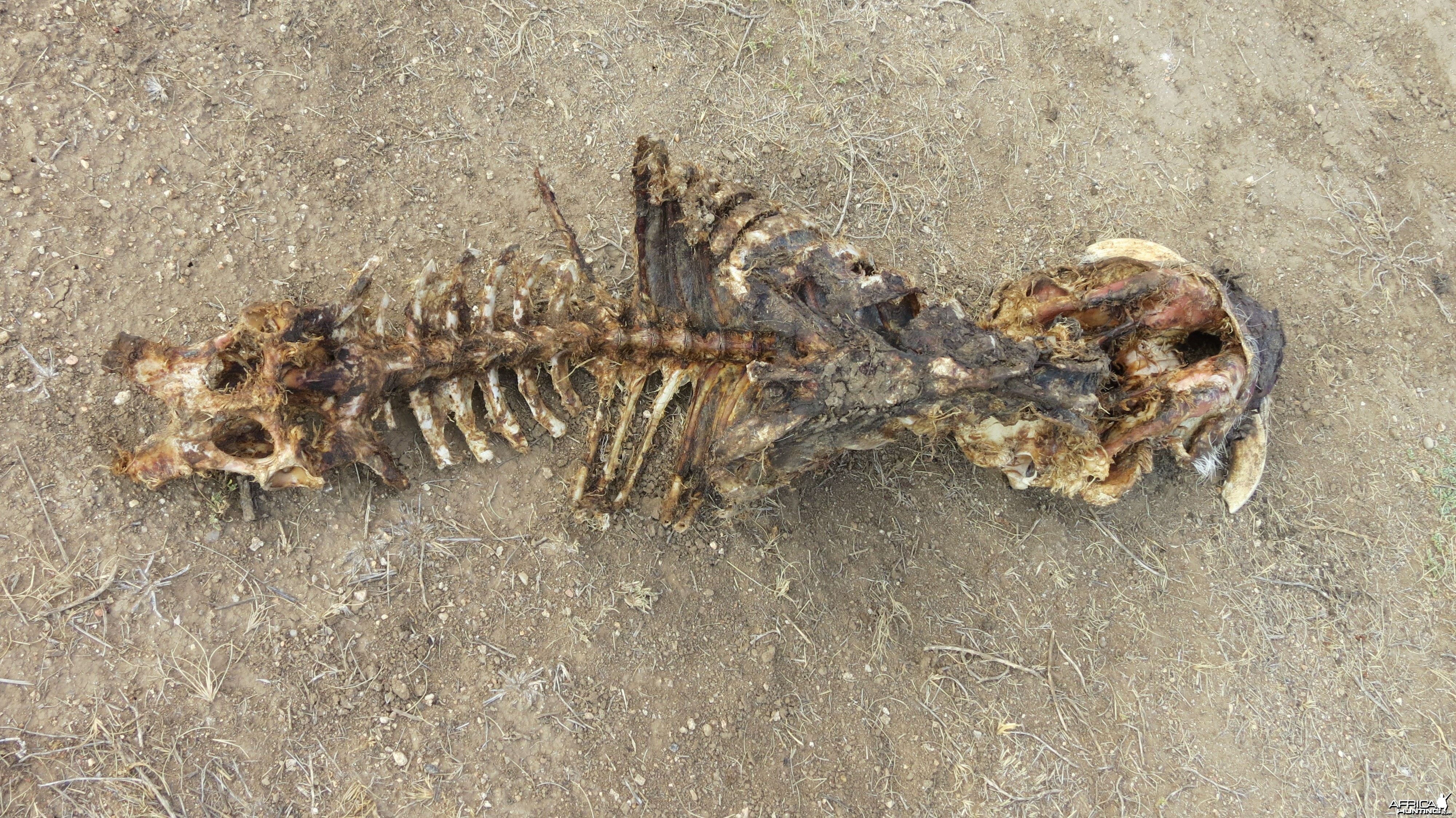 Warthog Carcass Namibia