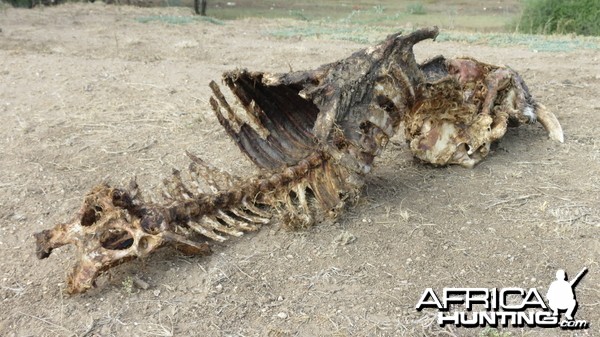 Warthog Carcass Namibia