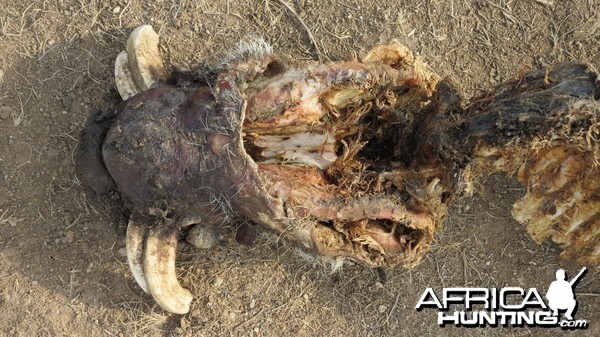 Warthog Carcass Namibia