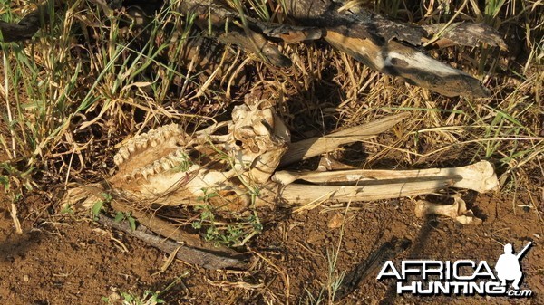 Gemsbok Carcass Namibia