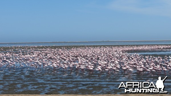 Flamingos Walvis Bay Namibia