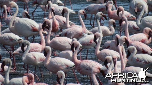 Flamingos Walvis Bay Namibia