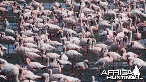 Flamingos Walvis Bay Namibia