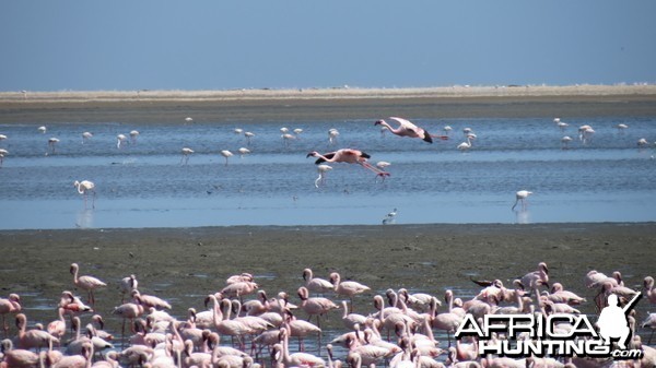 Flamingos Walvis Bay Namibia