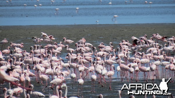 Flamingos Walvis Bay Namibia