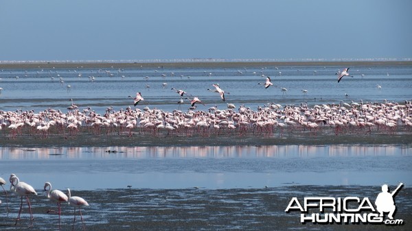 Flamingos Walvis Bay Namibia