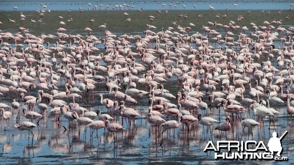 Flamingos Walvis Bay Namibia