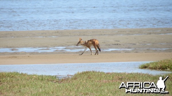 Jackal Dorob National Park Namibia