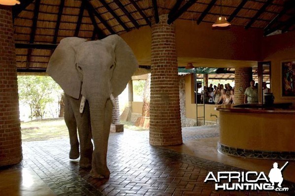 Elephants at the Mfuwe Lodge in Zambia