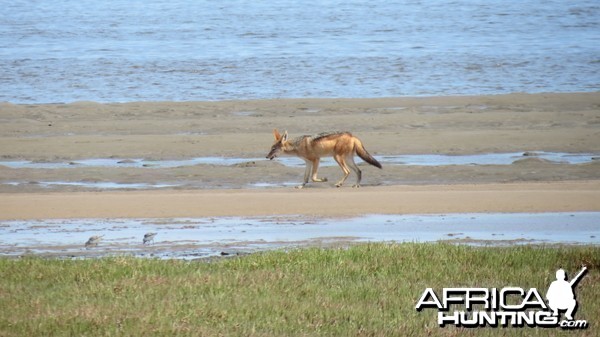 Jackal Dorob National Park Namibia