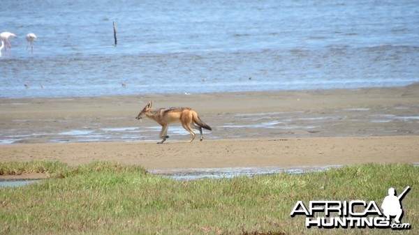 Jackal Dorob National Park Namibia