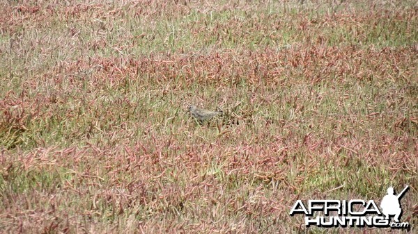 Bird Dorob National Park Namibia