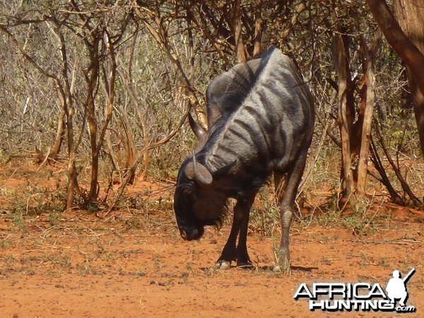 Blue Wildebeest Namibia