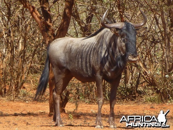 Blue Wildebeest Namibia