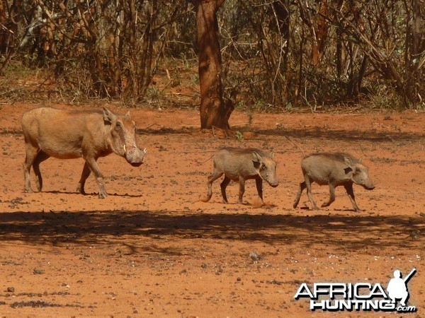 Warthog Namibia