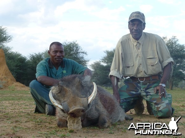 Warthog hunted with Ozondjahe Hunting Safaris in Namibia