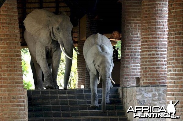 Elephants at the Mfuwe Lodge in Zambia