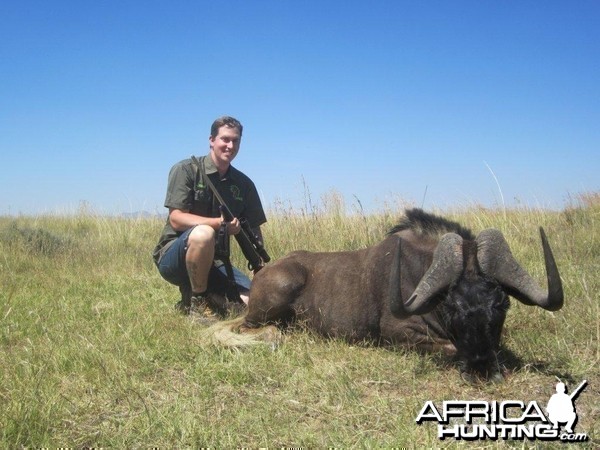 Black Wildebeest