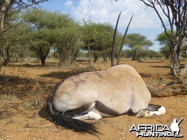 Gemsbok Namibia