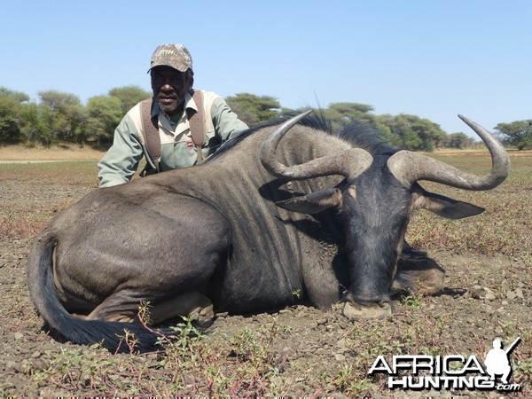 Blue Wildebeest Namibia