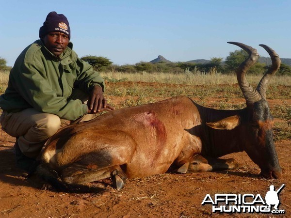 Red Hartebeest Namibia