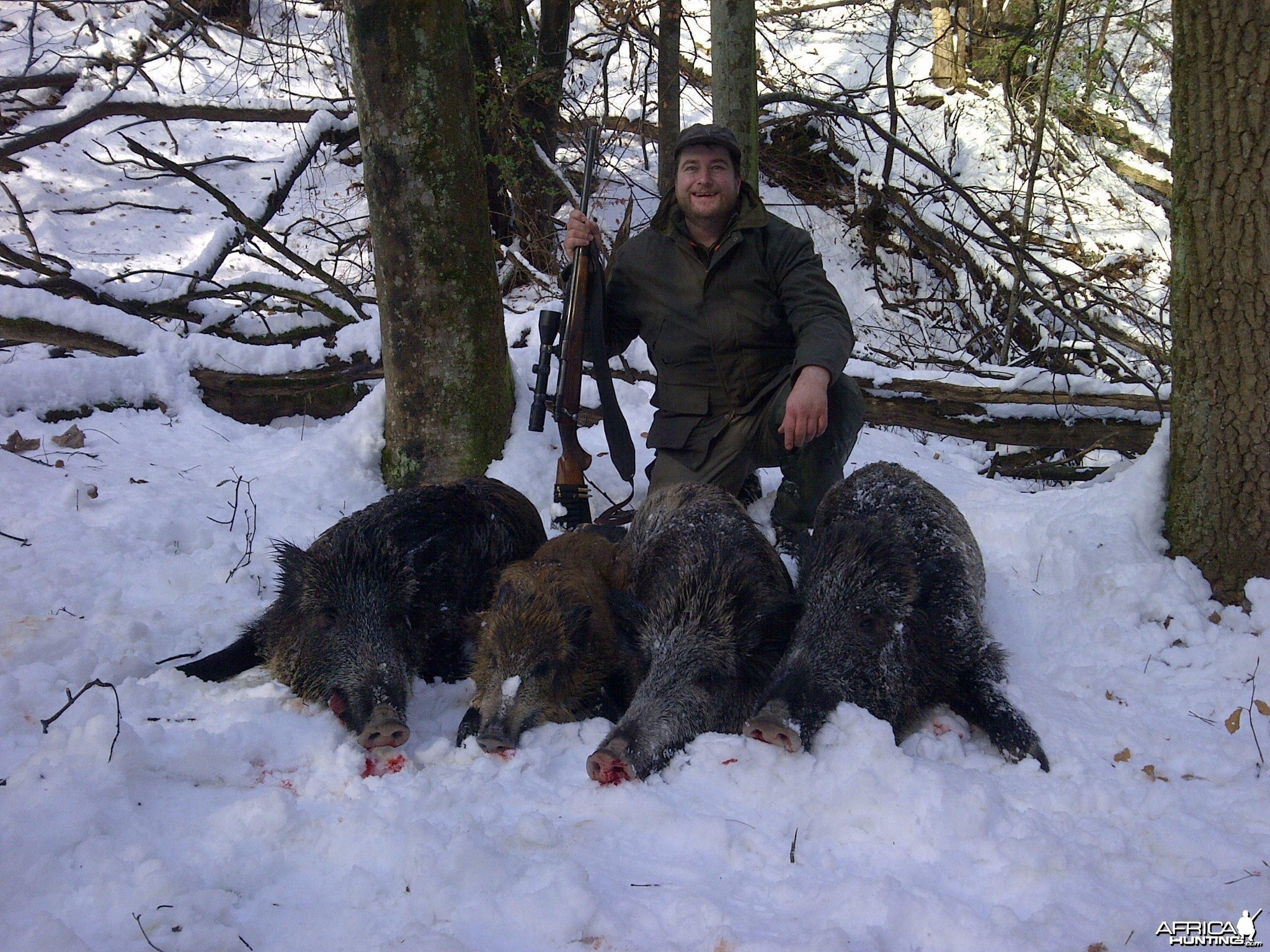 Boar